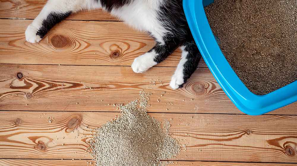 Cat Odour Control Banner Image