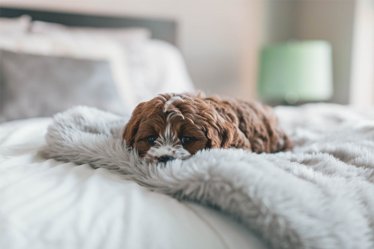 Your Puppy Toilet Training Guide Banner Image