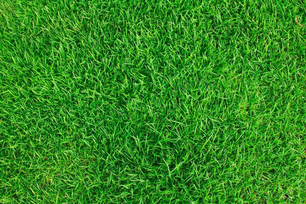 planting near septic system