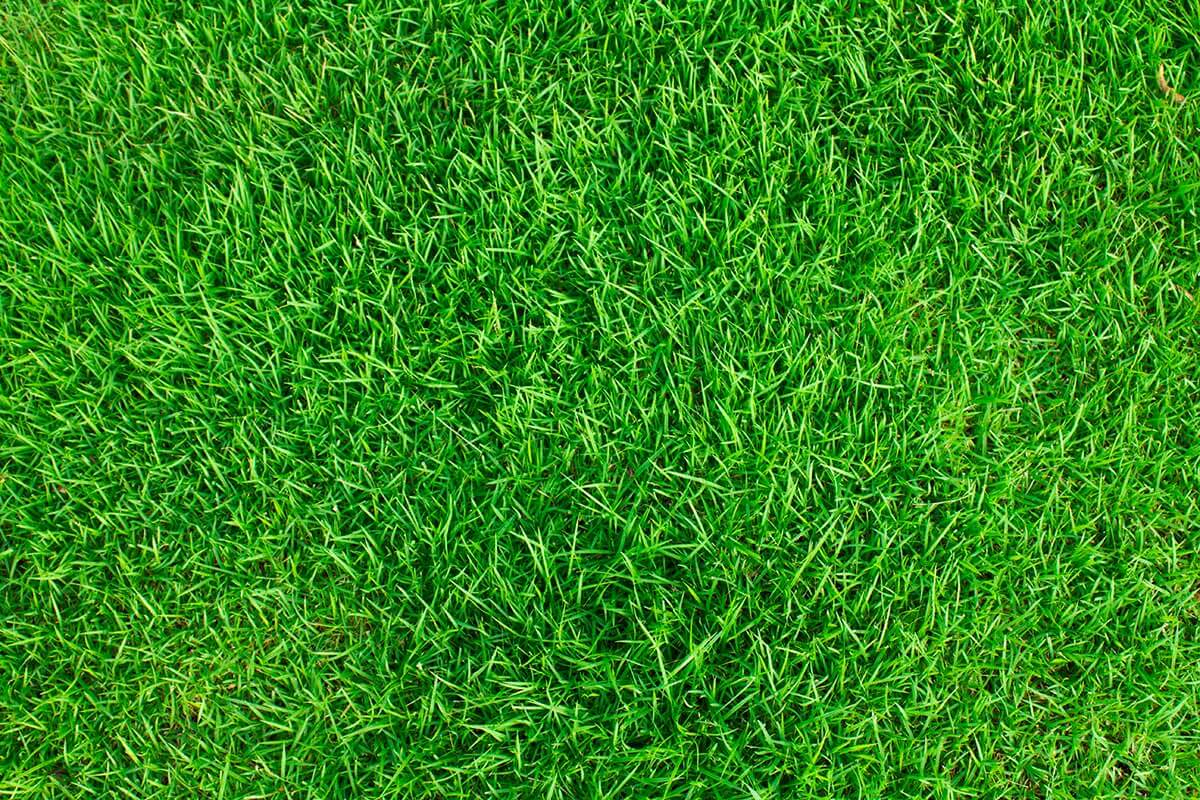 Can I Plant Near My Septic? Banner Image