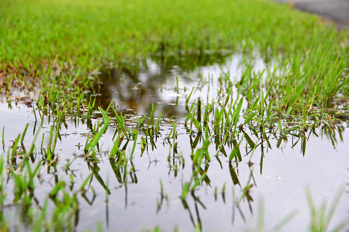 Why is There a Wet Spot Near My Leach Drain? Banner Image